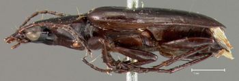 Media type: image;   Entomology 33011 Aspect: habitus lateral view
